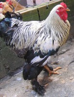 /album/fotos/brahma-splach-jpg/